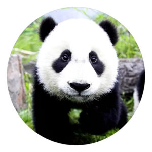 Capa De Estepe Pajero Tr4 2002 A 2015 Panda Pose